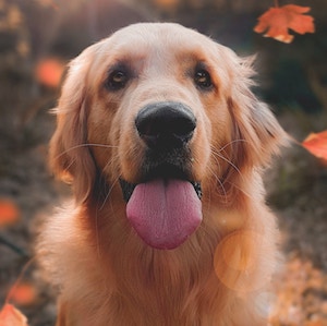 dog-profile 